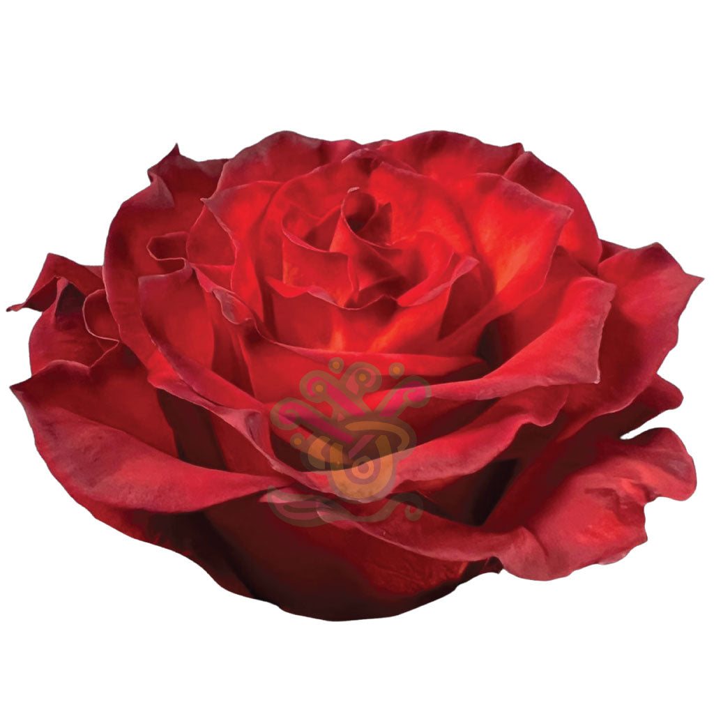 Cranberry Tinted Roses