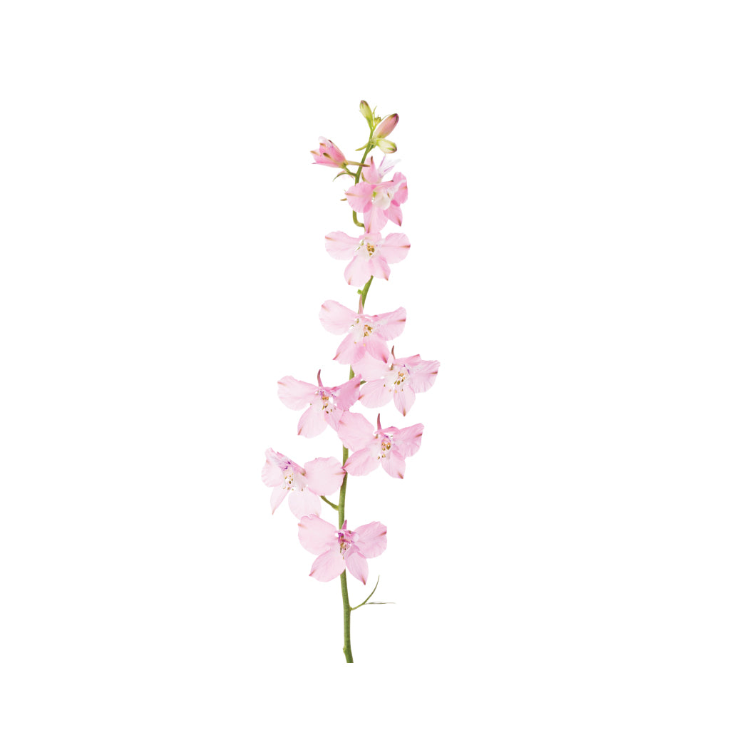 Delphinium Pink Planet